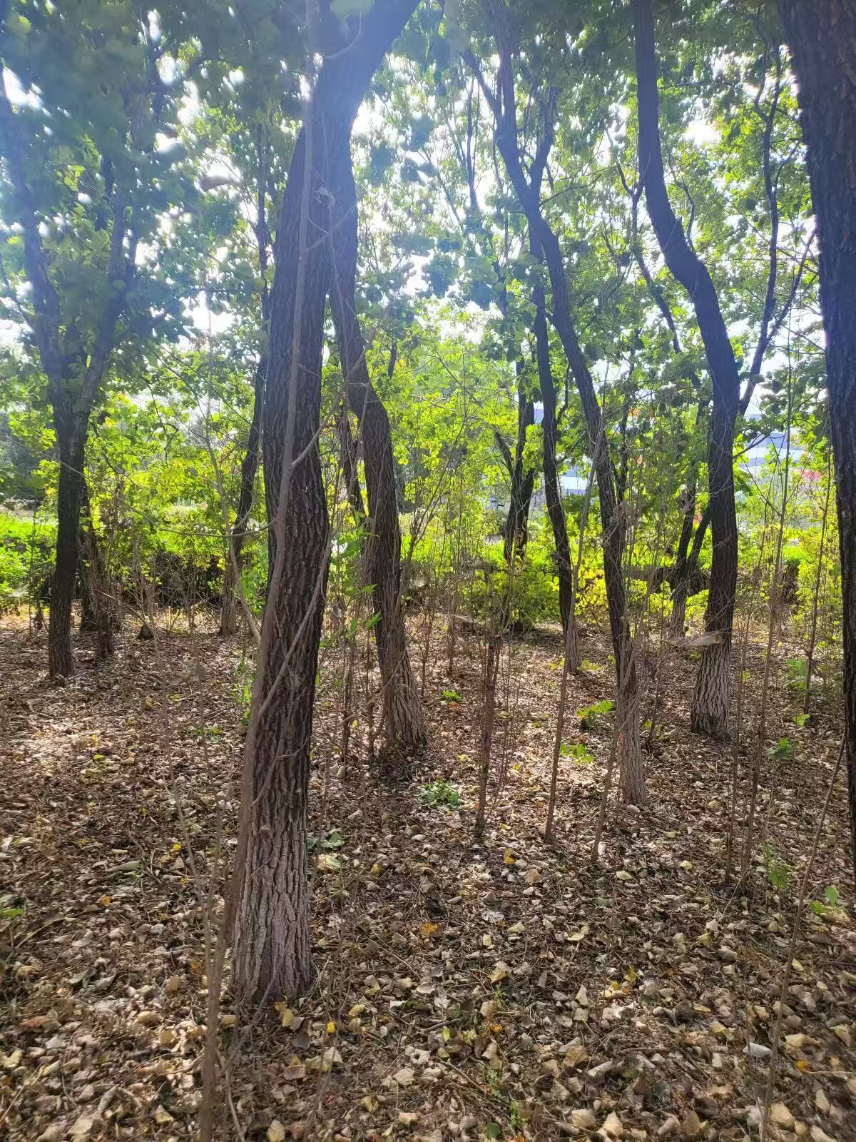 w66����(�й��ٷ���վ)